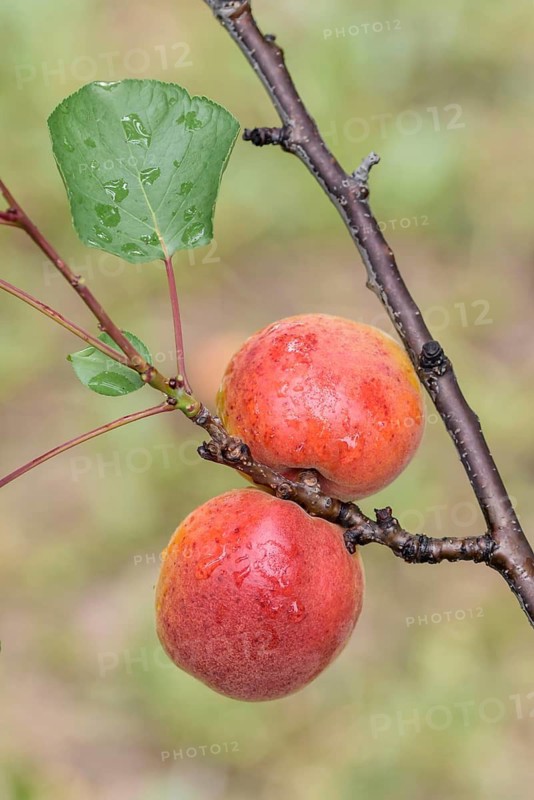 Apricot (Prunus armeniaca 'Harogem'), Baum- und Rebschule Schreiber KG, Federal Republic of Germany