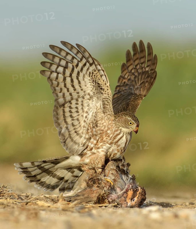 Sharp-shinned Hawk (Accipiter striatus) immature with male Northern Bobwhite (Colinus virginianus) prey, Texas, USA