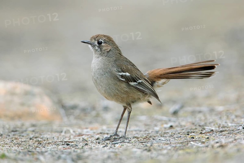 Southern Scrub Robin (Drymodes brunneopygia) perched on the ground, South Australia, Australia