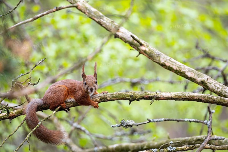Eurasian squirrel (Sciurus vulgaris) lying on a branch, Kuusamo, Northern Ostrobothnia, Finland