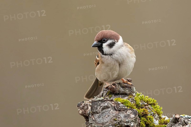 Eurasian Tree Sparrow (Passer montanus), Smaland, Sweden