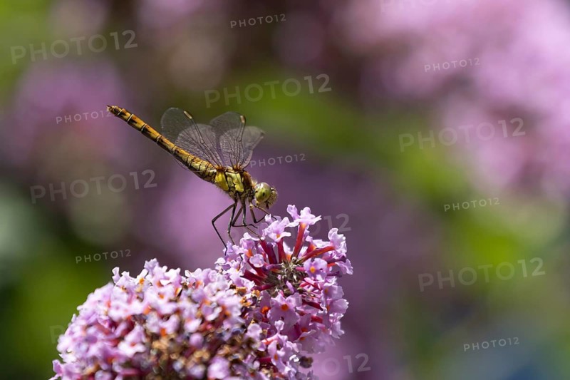 Common darter dragonfly (Sympetrum striolatum) adult female insect resting on a garden Buddjela flower in summer, Suffolk, England, United KIngdom