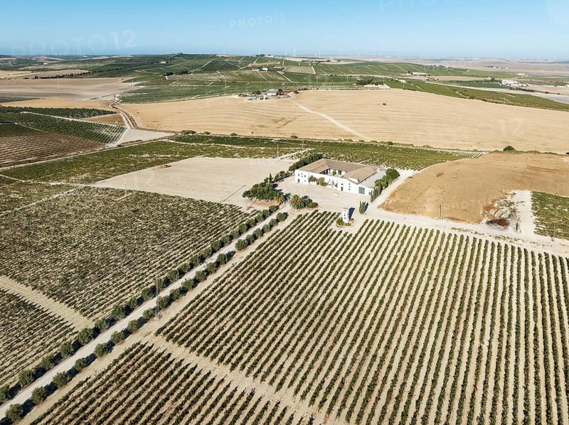 The La Canariera vineyard of the Bodega González Byass near the town of Jerez de la Frontera. Aerial view. Drone shot. Cádiz province, Andalusia, Spain