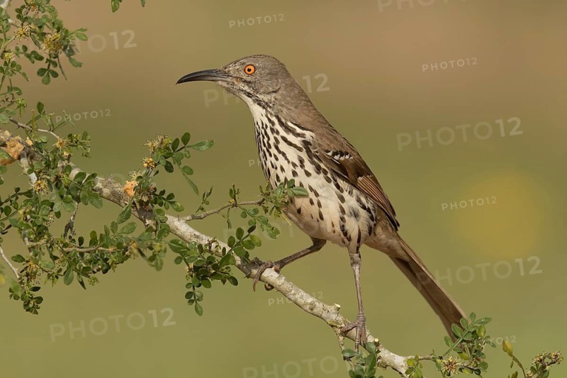 Long-billed Thrasher (Toxostoma longirostre), Texas, USA