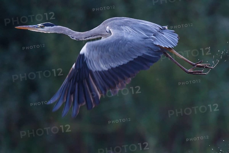 Grey Heron (Ardea cinerea) flying, North Rhine-Westphalia, Germany