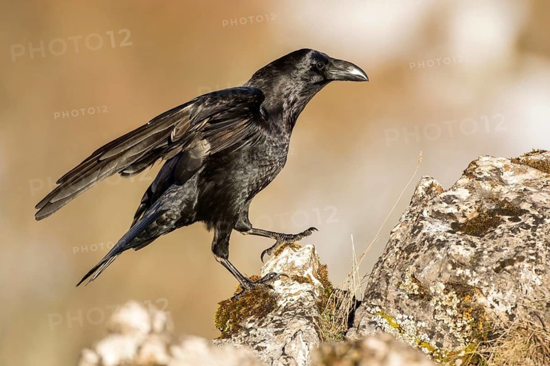 Northern Raven (Corvus corax) perched on a rock, Castile and Leon, Spain