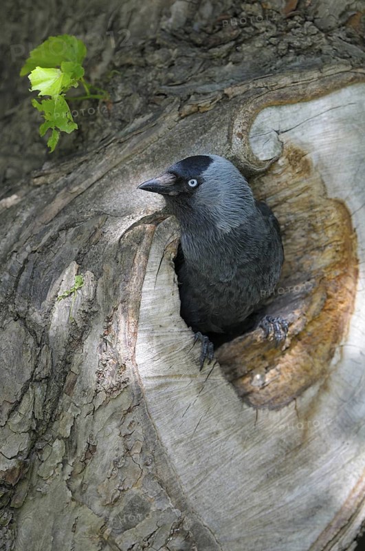 Dohle (Corvus monedula), Jackdaw, Altvogel an der Nisthoehle, Juni, Borken, Muensterland, Nordrhein-Westfalen, Deutschland