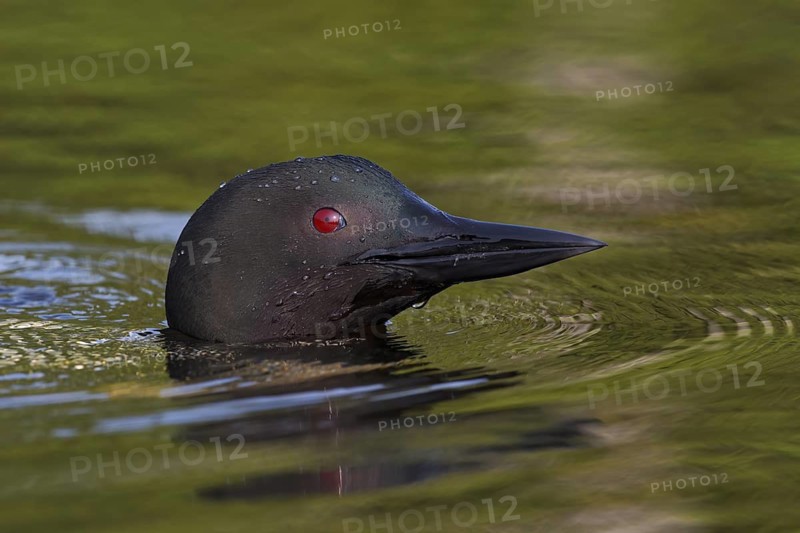 Great Northern Loon (Gavia immer), Michigan, USA