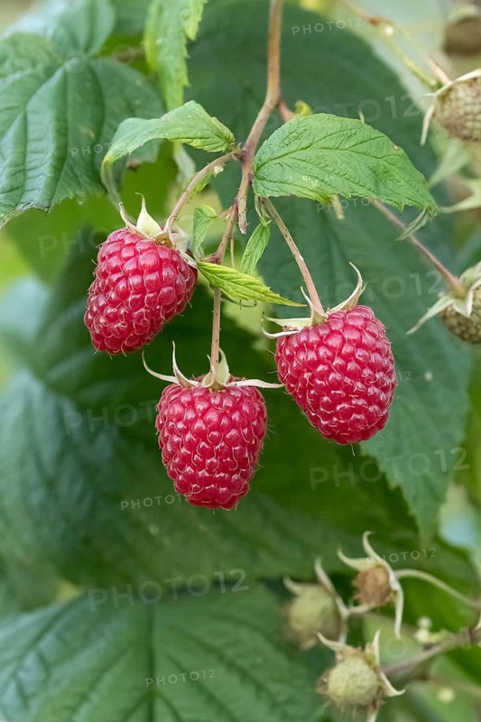 Raspberry (Rubus idaeus 'Polka'), An den Dorfwiesen, Germany
