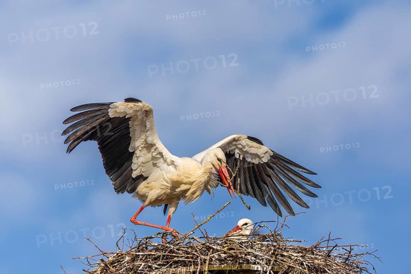 White stork (Ciconia ciconia), landing on the nest with nesting material in its beak, Affenberg, Salem, Lake Constance region, Baden-Württemberg, Germany
