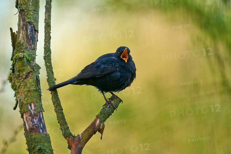 Blackbird with open beak on a tree branch in front of a blurred background, Blackbird (Turdus merula), spring, bird island, Altmühlsee, Muhr am See, Gunzenhausen, Franconian Lake District, Bavaria, Germany