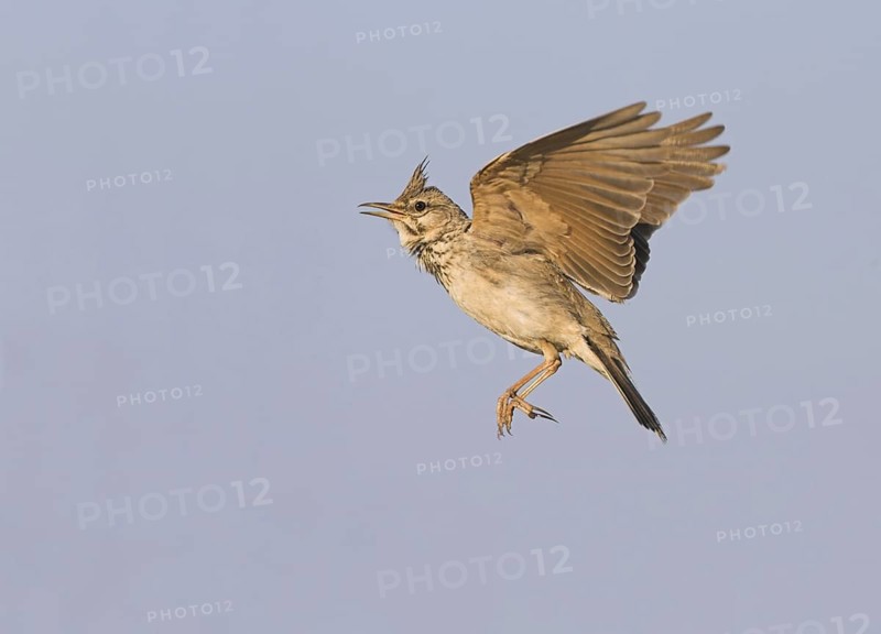 Crested Lark (Galerida cristata) singing in flight, Greece