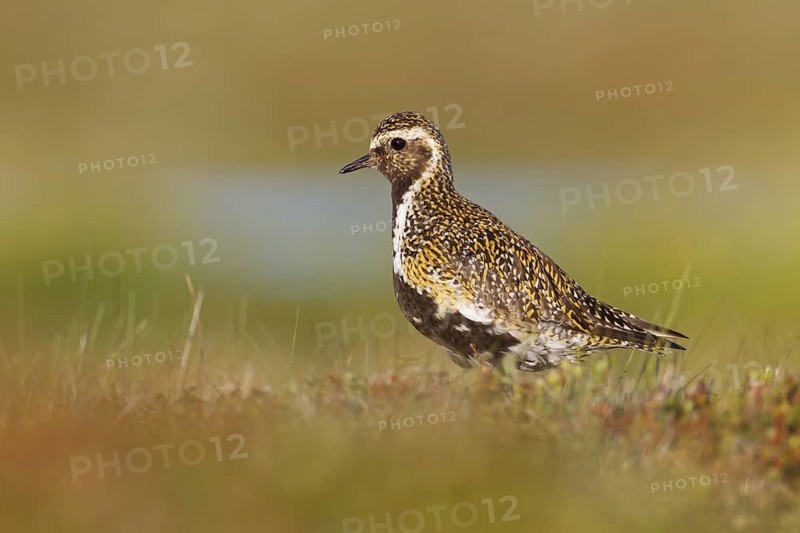 European Golden Plover (Pluvialis apricaria), Iceland
