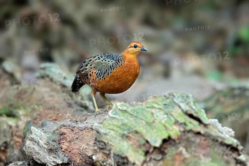 Ferruginous Partridge (Caloperdix oculeus oculeus) male perched on the ground, Pahang, Malaysia