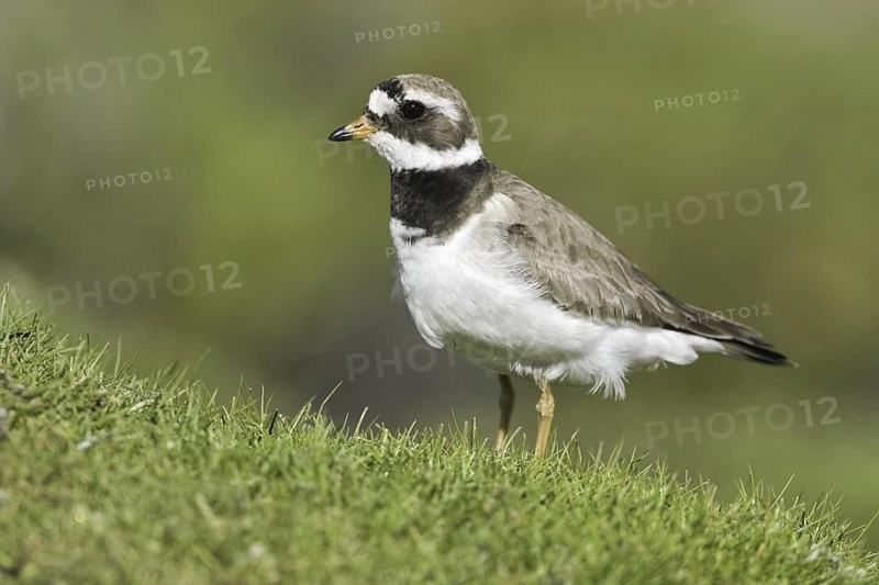 Common Ringed Plover (Charadrius hiaticula), Iceland