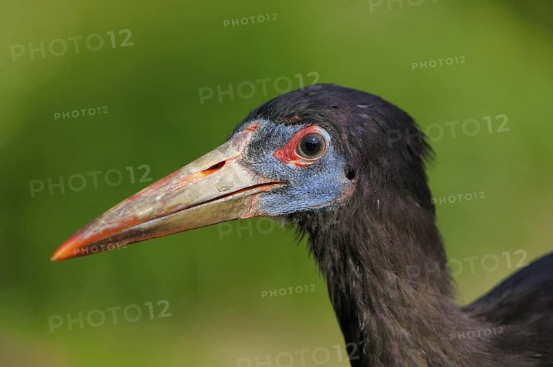 Abdimstorch (Ciconia abdimii), Abdims Storck, trinkender Altvogel, Portrait, Heimat: suedlich der Sahara vom Senegal bis nach Somalia und im Jemen, captive, April, Nordrhein-Westfalen, Deutschland