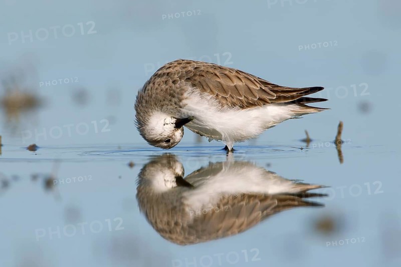 Red-necked Stint (Calidris ruficollis) preening, Victoria, Australia