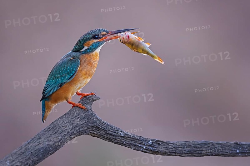 Common Kingfisher (Alcedo atthis) female with fish prey in its beak, Saxony-Anhalt, Germany