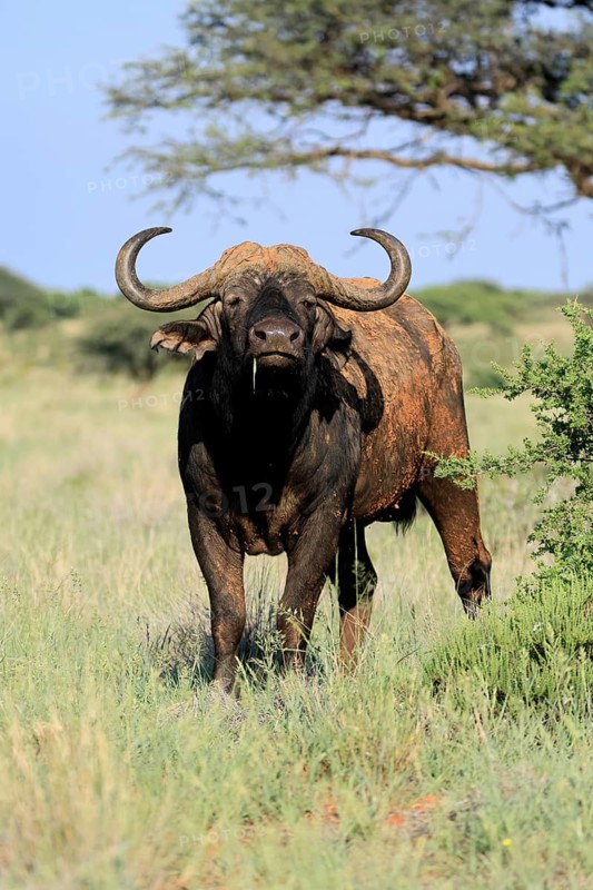 Cape buffalo (Syncerus caffer), adult, foraging, feeding, Mokala National Park, Northern Cape, South Africa
