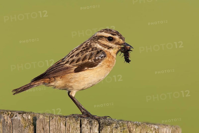 Whinchat (Saxicola rubetra) female, Brandenburg, Germany
