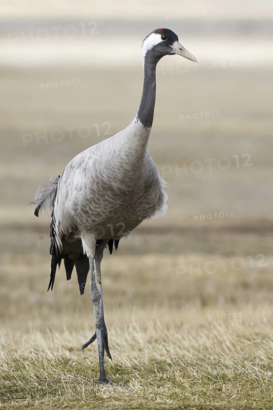 Common Crane (Grus grus), Laguna de Gallocanta, Spain