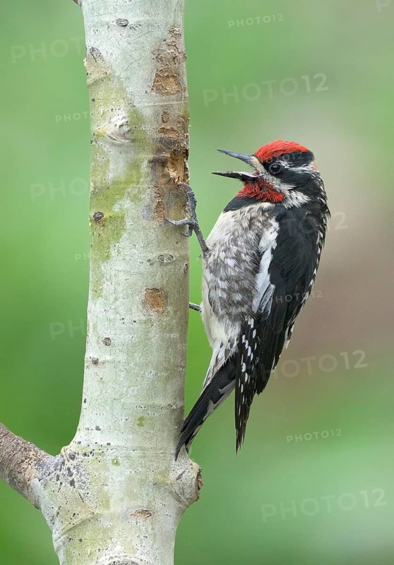 Red-naped Sapsucker (Sphyrapicus nuchalis) calling, Colorado, USA
