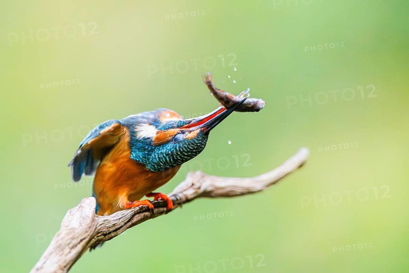 Common kingfisher (Alcedo atthis) sitting on an old wooden branch eating his fresh cought fish in late summer, wildife, Bavaria, Germany