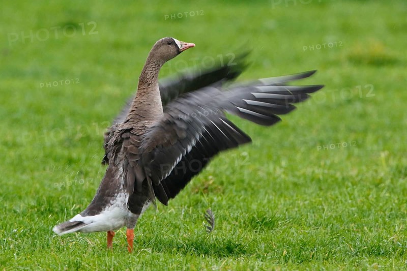 Greater White-fronted Goose (Anser albifrons), North Rhine-Westphalia, Germany