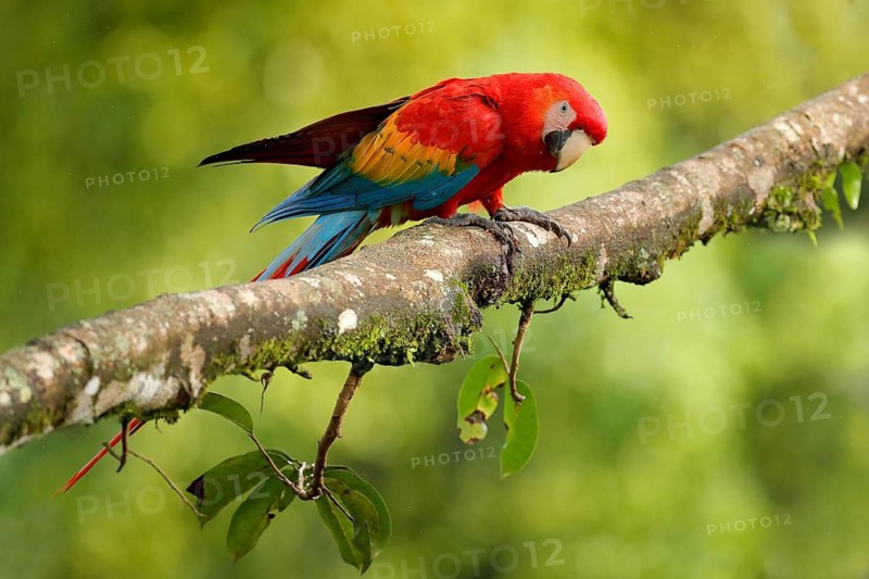 Parrot Scarlet Macaw, Ara macao, in green tropical forest, Costa Rica, Wildlife scene from tropic nature. Red bird in the forest. Parrot in the green jungle habitat. Red parrot near nest hole