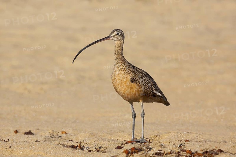Long-billed Curlew Numenius americanus San Diego, California, United States 12 September Adult Scolopacidae