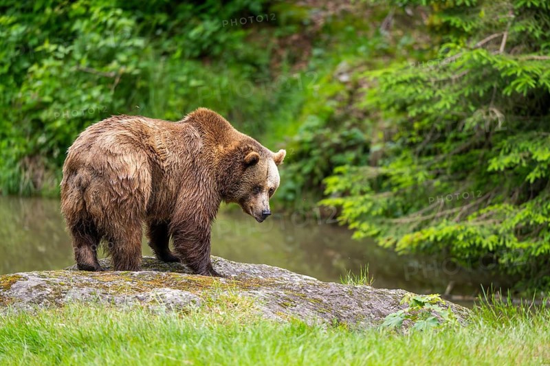 Eurasian brown bear (Ursus arctos arctos) standing on a rock, Bavarian Forest, Bavaria, Germany