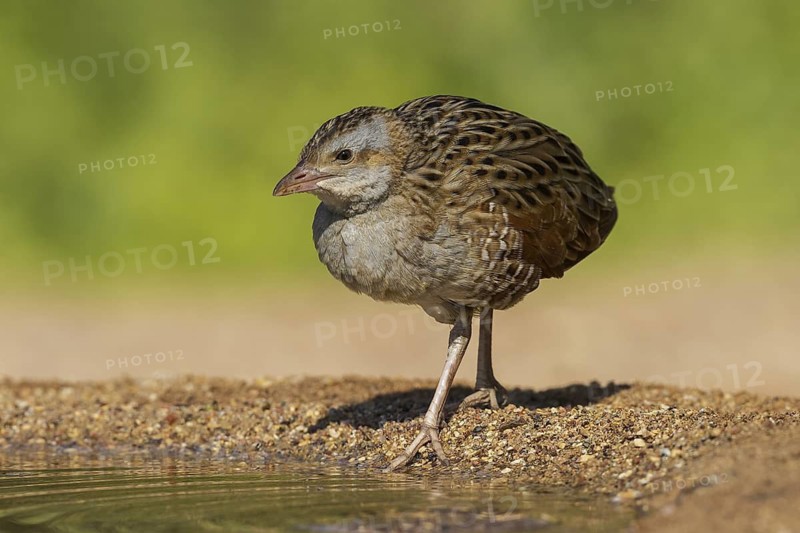 Corn Crake (Crex crex), Eilat, Israel