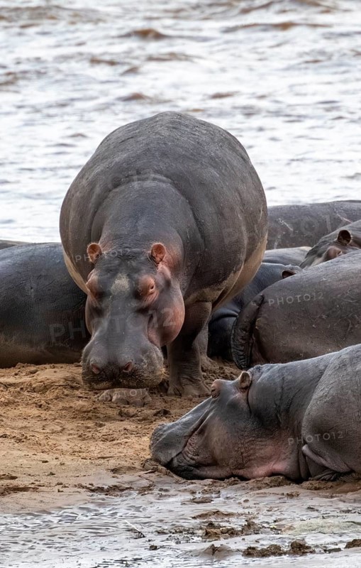 Hippopotamuses (Hippopotamus amphibius), hippos at the Mara River, Serengeti National Park, Tanzania