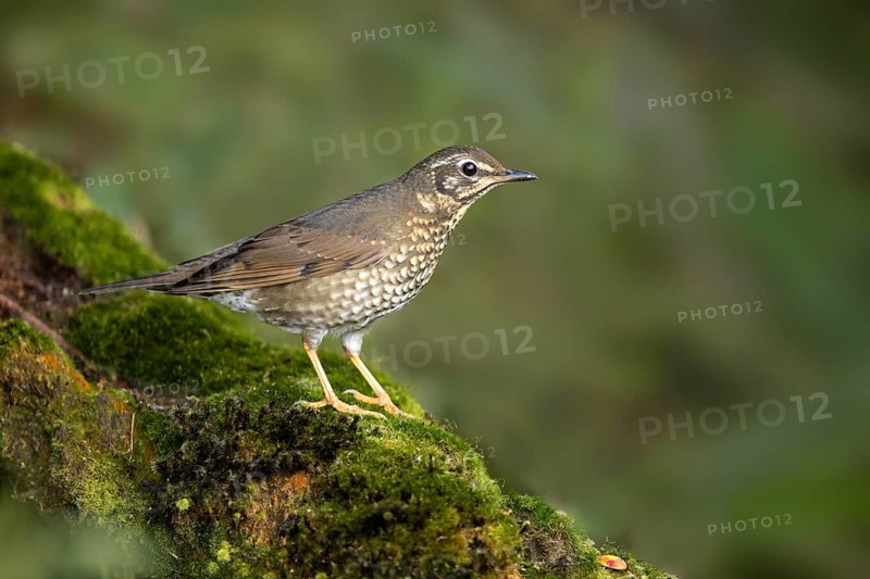 Siberian Thrush (Geokichla sibirica) female perched on a mossy log, Pahang, Malaysia