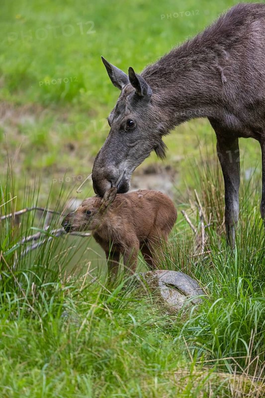 One baby moose or elk (19 days old, born May 8, 2020) and their mother, Alces alces, standing on a meadow with fresh green grass. Taken care of by his mother