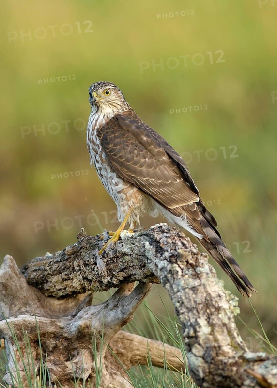 Sharp-shinned Hawk (Accipiter striatus) juvenile on an old tree trunk, Texas, USA