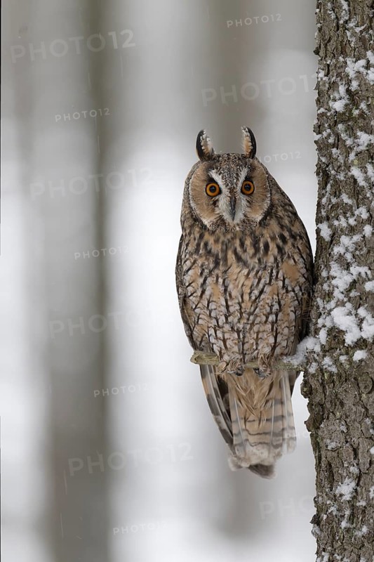 Long-eared owl (Asio otus) in a winter forest, Czech Republic
