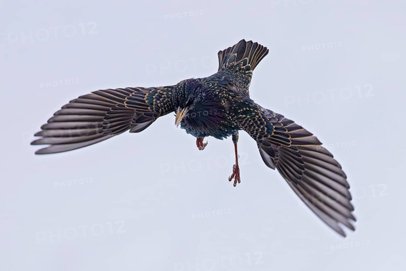 Starling (Sturnus vulgaris), close-up, male flying with outstretched wings, Baden-Württemberg, Germany