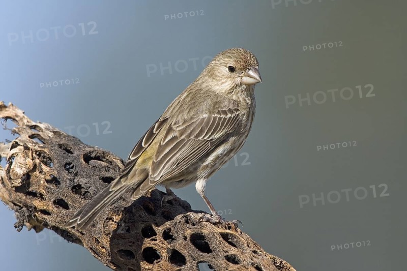 House Finch Carpodacus mexicanus Tucson, Arizona, United States 15 March Adult Female Fringillidae