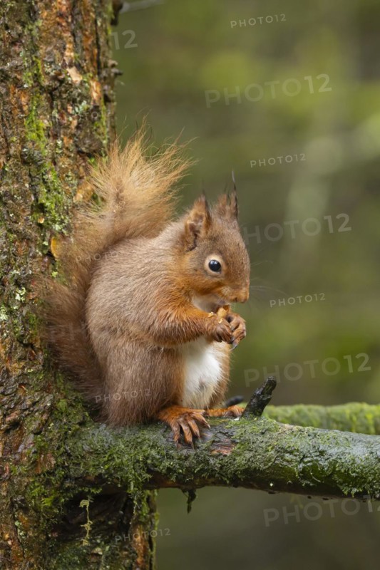 Red squirrel (Sciurus vulgaris) adult animal feeding on a nut on a tree branch, Yorkshire, England, United Kingdom