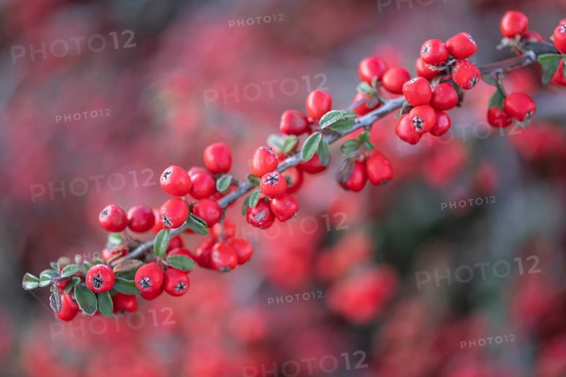 Fan-shaped cotoneaster (Cotoneaster horizontalis), Emsland, Lower Saxony, Germany