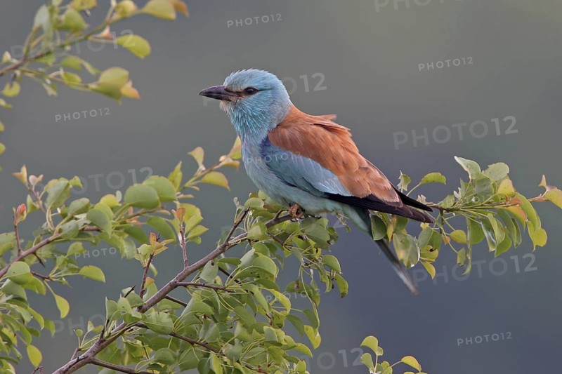 European Roller (Coracias garrulus), Bulgaria