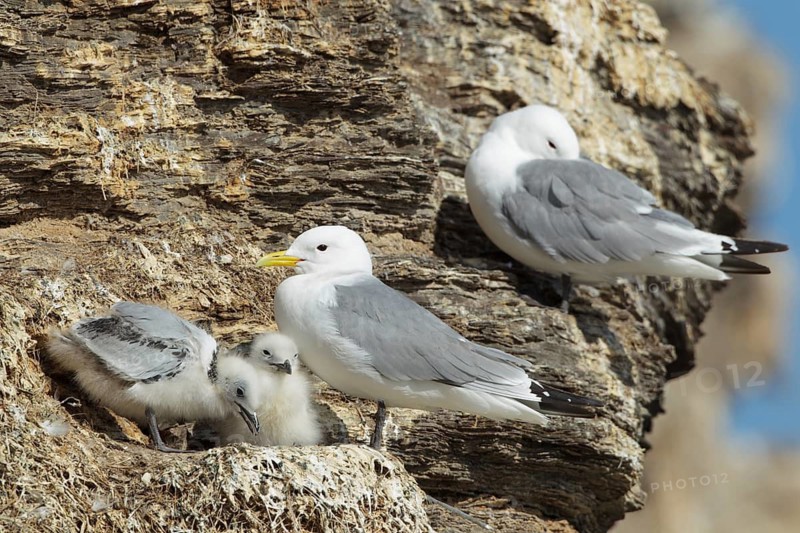 Black-legged Kittiwake (Rissa tridactyla) with chicks at nest, Finnmark, Norway