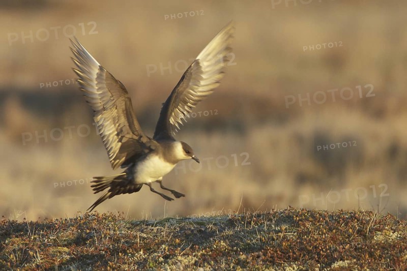 Parasitic Jaeger (Stercorarius parasiticus) flying, Manitoba, Canada