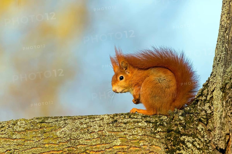 Squirrel, (Sciurus vulgaris vulgaris), animals, mammals, tree squirrel, family of squirrels, sitting on tree trunk, Rosensteinpark, Stuttgart, Baden-Würrttemberg, Federal Republic of Germany