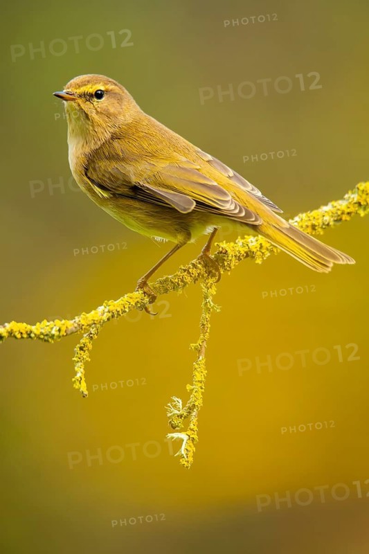 A Common chiffchaff, Phylloscopus collybita, perched elegantly on a moss-covered branch against a soft, yellow-green background