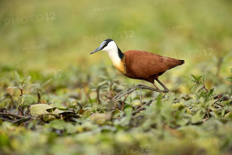 African Jacana (Actophilornis africanus) foraging, Lake Ziway, Ethiopia