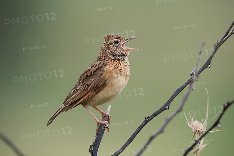 Bush Pipit (Anthus caffer), adult, on tree, on guard, singing, Pilanesberg National Park, North West Province, South Africa, Africa, Germany
