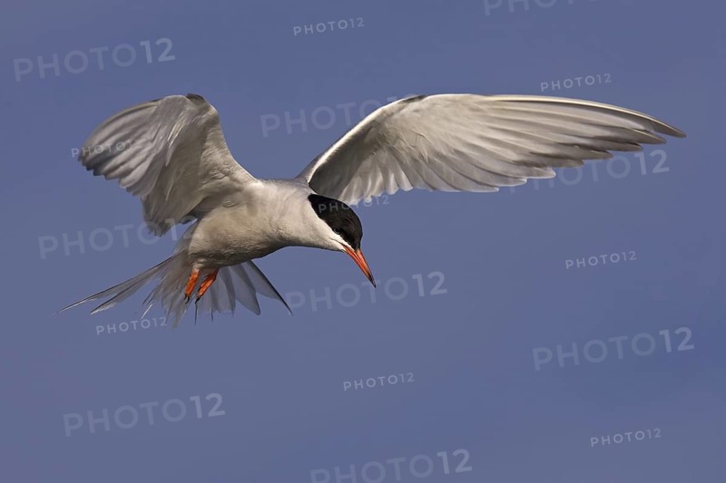 Common Tern (Sterna hirundo) flying, Texel, Netherlands