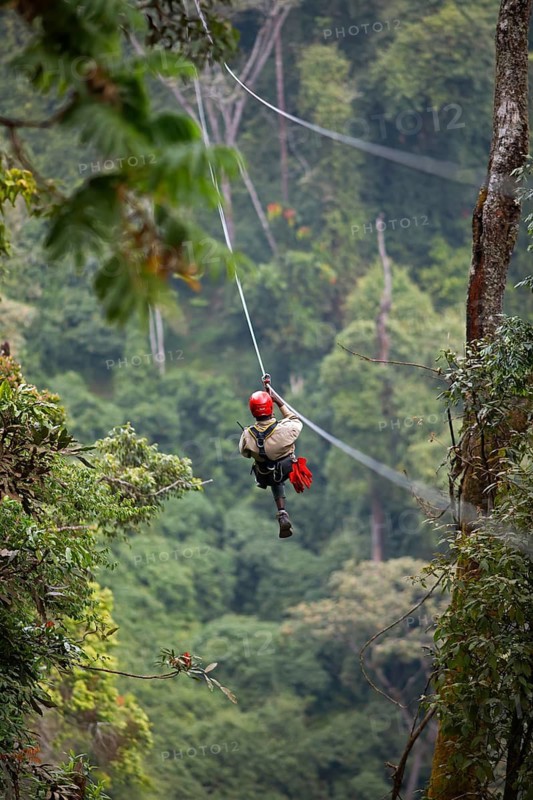 National Park employee with red helmet hangs on zipline in mountain rain forest, Nyungwe National Park, UNESCO World Heritage, Rwanda
